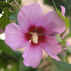 Hibiscus rose